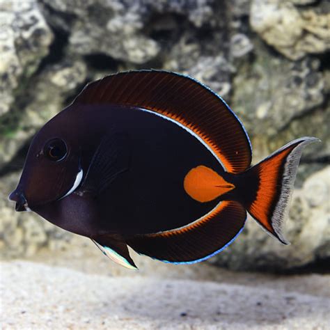 Achilles Tang for Sale .